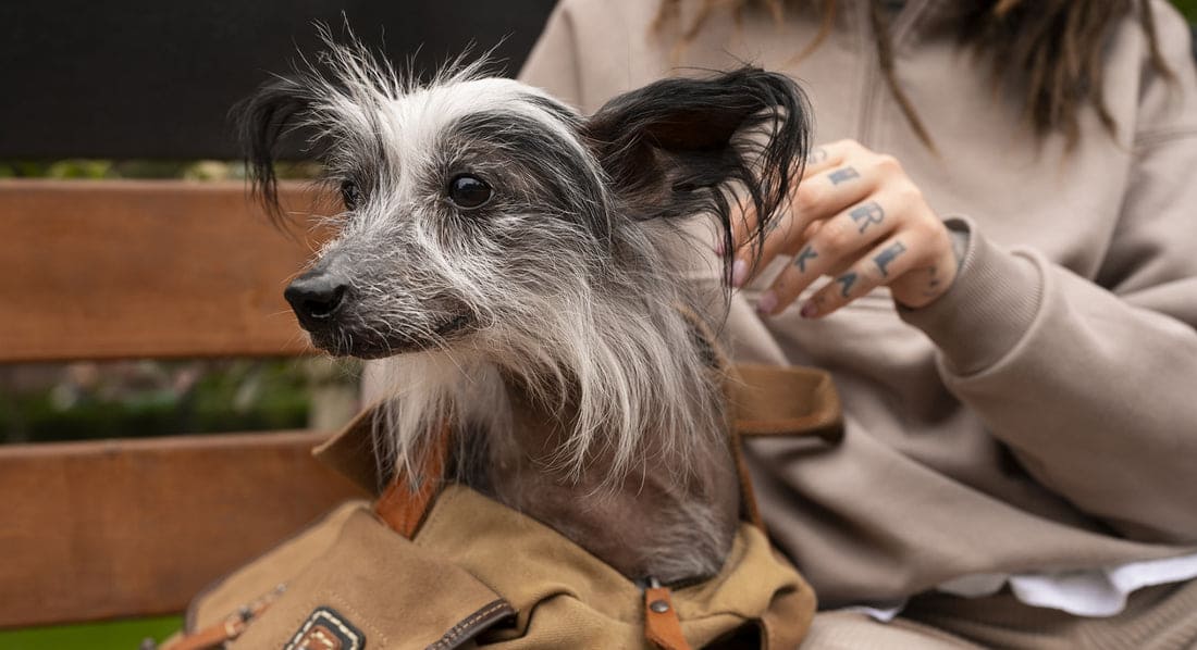 Easy Dog Travel Tips – Must-Have Outdoor Gear for Dogs