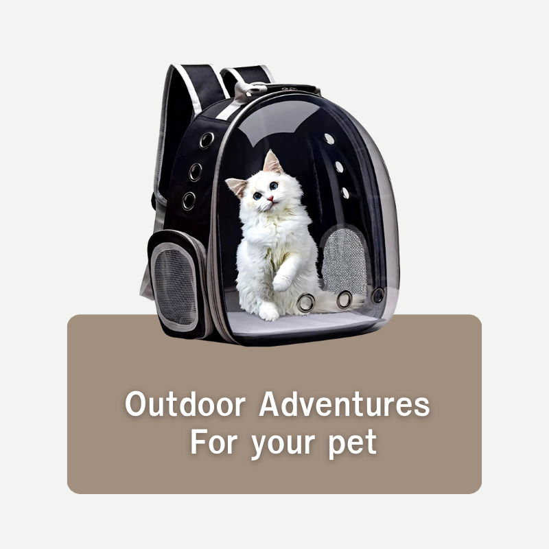 Outdoor Adventures for Dogs & Cats